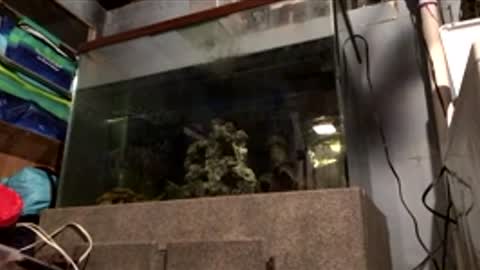 33adidas online show from April 2026 08:19:01 AM