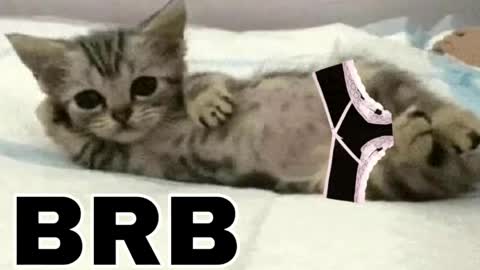 miko3 online show from March 2026 09:48:01 PM