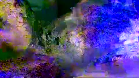 Snapshot of aestheticpleasure chatting on May 2026 11:05:02 AM People call me AP online show from May 2026 11:05:02 AM