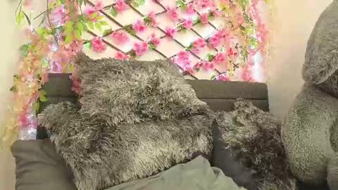 aria_silk online show from June 2026 02:23:02 PM