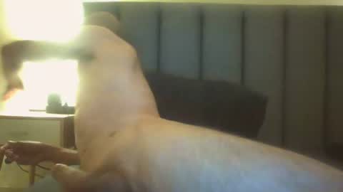 Arnoldmir online show from July 2026 08:22:01 PM