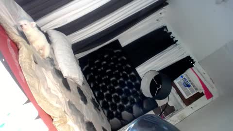 elish 3 online show from March 2025 06:37:02 PM