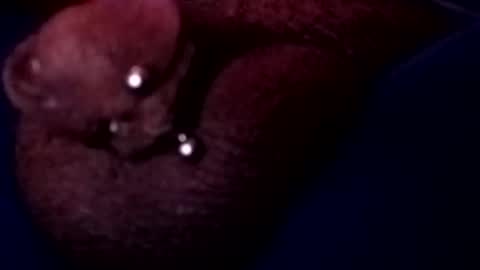 bcfalcon69 online show from May 2026 03:15:01 AM