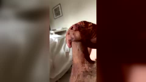 carlopaldaco online show from June 2026 02:52:01 PM