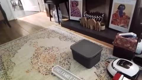 Bakewell Trixie  online show from February 2026 08:46:02 PM