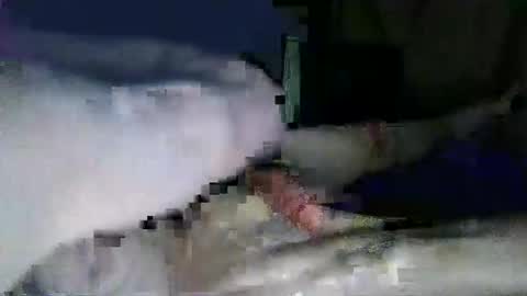 lazarus online show from January 2025 05:32:01 PM