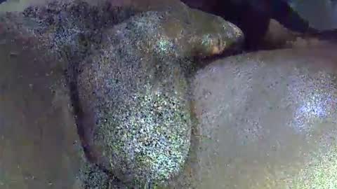 GIANT  Lamar  72 ft  tall  with a  10 inches  BBC   hard quick cumshot in private show lets go online show from April 2026 11:44:02 AM