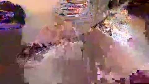 dafo1980 online show from April 2026 12:30:02 PM