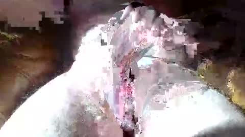 dalamud48 online show from March 2026 09:21:02 AM