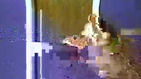 flex480 online show from February 2026 01:24:01 AM