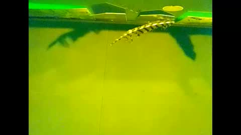 Warwick online show from October 2025 10:04:01 AM