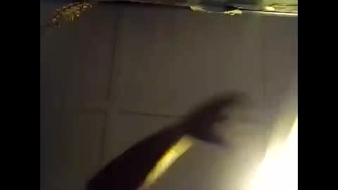 Warwick online show from October 2025 07:34:01 AM