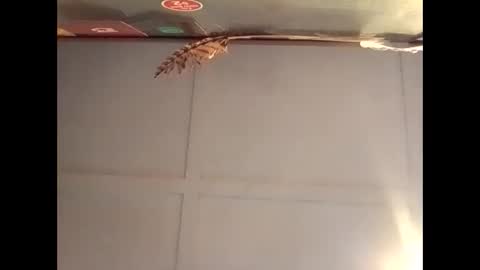 Warwick online show from October 2025 07:10:02 AM