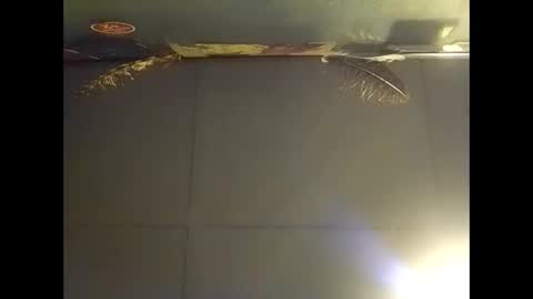 Warwick online show from November 2025 07:44:02 AM