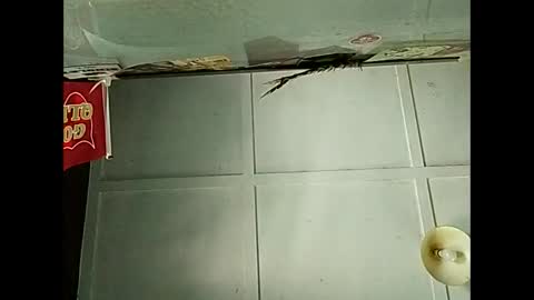 Warwick online show from December 2025 02:41:02 AM