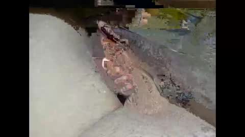 hung_mac0 online show from February 2026 02:27:02 PM