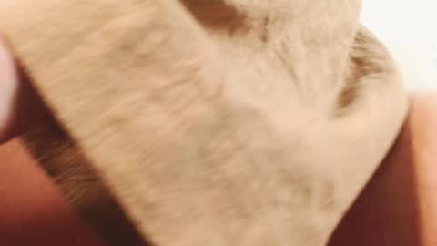 Ingret online show from December 2024 02:49:02 PM