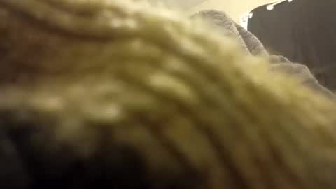 internationalwang online show from March 2025 02:48:02 PM