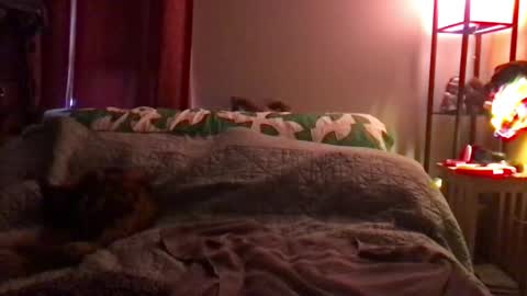 Kite Jackdaw Bi Trans Man online show from December 2024 09:52:02 PM