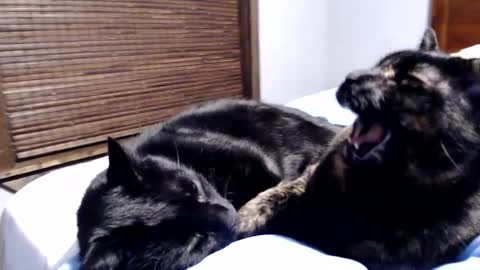 Lance online show from December 2024 12:38:01 AM