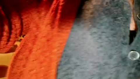 Snapshot of laureanne50 chatting on December 2024 08:26:02 PM laureanne online show from December 2024 08:26:02 PM