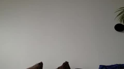 Lupine online show from March 2026 09:06:02 AM