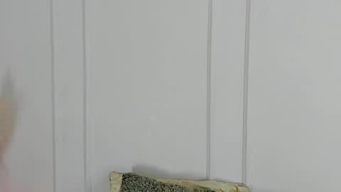 Maria Pettit online show from April 2026 10:36:01 AM