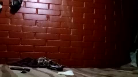 Snapshot of nocturnus1980 chatting on February 2026 07:29:01 AM nocturnus1980 online show from February 2026 07:29:01 AM