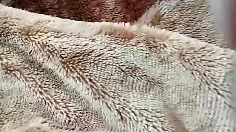 sim  nib online show from February 2026 07:23:02 PM