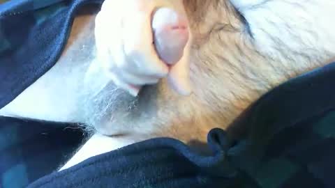 o269x2 online show from February 2025 06:38:01 PM