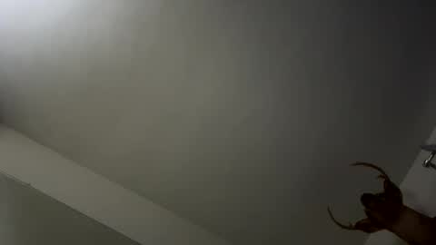 playerpleasure online show from November 2025 03:49:02 AM