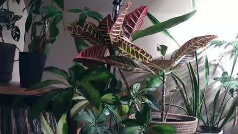 Snapshot of pricklypear85 chatting on May 2026 04:41:02 AM Pricklypear online show from May 2026 04:41:02 AM