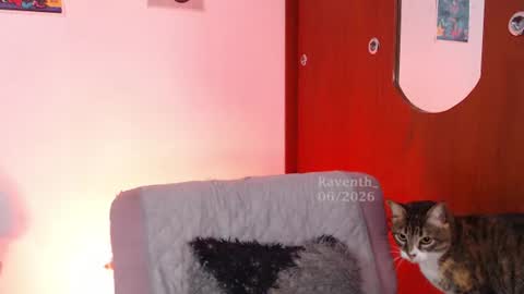 Snapshot of raventh_ chatting on July 2026 05:57:01 AM raventh_ online show from July 2026 05:57:01 AM