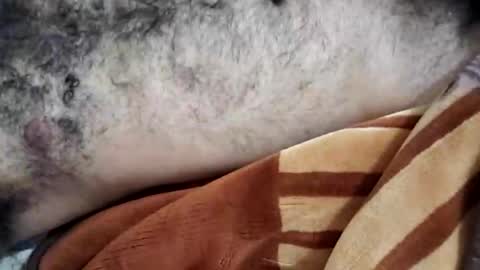 rockyp2025 online show from March 2025 12:05:02 PM