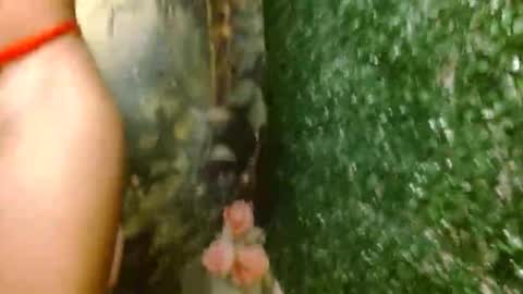 rosa online show from April 2026 02:59:02 AM