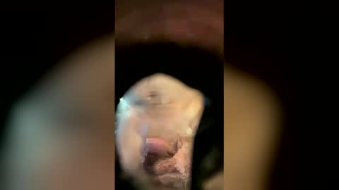 Sam online show from April 2026 11:14:02 AM