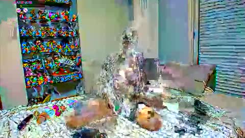 Sexapoly online show from March 2026 06:55:01 PM