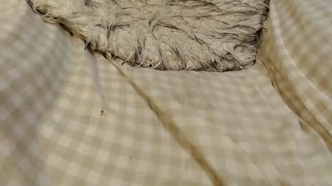 skinnytrans69 online show from January 2026 12:09:02 PM