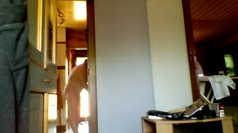 Snapshot of stevefromfrance chatting on July 2026 08:50:01 AM stevefromfrance online show from July 2026 08:50:01 AM
