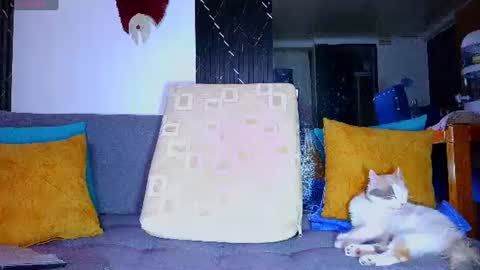 the dog lian online show from June 2026 12:27:01 AM