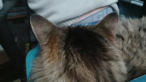 thechicken369 online show from January 2025 08:30:02 PM