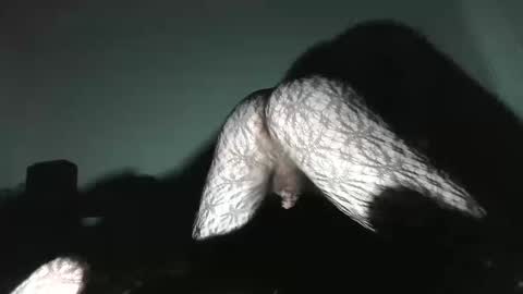 Virgowithabig online show from January 2025 11:30:02 AM