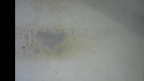 Snapshot of wet_pussy200 chatting on January 2026 07:19:01 PM Bella online show from January 2026 07:19:01 PM