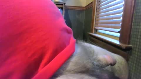 whydog online show from January 2025 10:24:01 PM