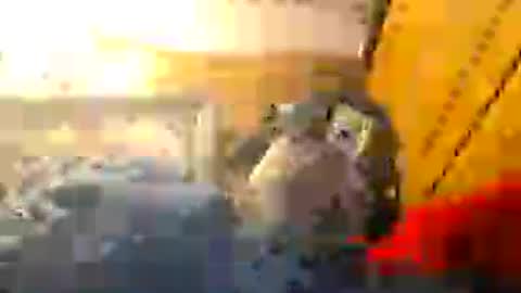 Z0RL0C online show from August 2026 06:18:01 PM