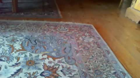 Snapshot of zevioo77 chatting on March 2026 01:00:02 PM zevioo77 online show from March 2026 01:00:02 PM