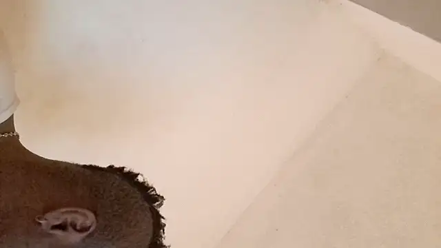 royblackbigpvt online show from March 2026 06:03:02 PM