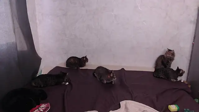 Olivia Winston online show from March 2026 12:54:01 PM