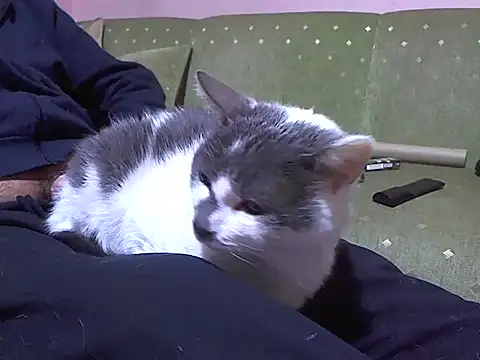 zormen355 online show from April 2026 07:44:01 PM