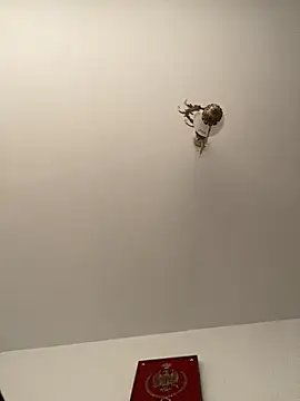 roohblak online show from February 2026 04:43:01 PM